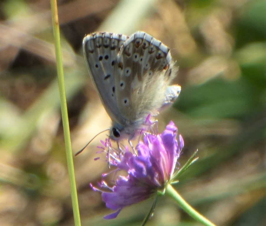 Polyommatus bellargus? No, Polyommatus (Lysandra) coridon, Lycaenidae